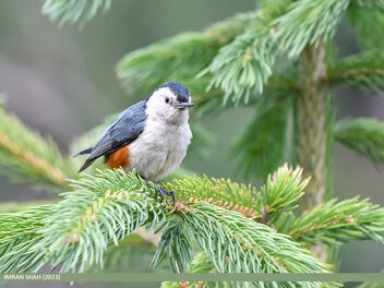 White-cheeked Nuthatch (Sitta leucopsis) - бесплатный image #500437